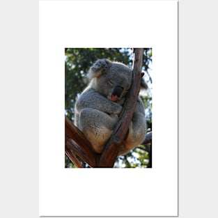 Koala Posters and Art